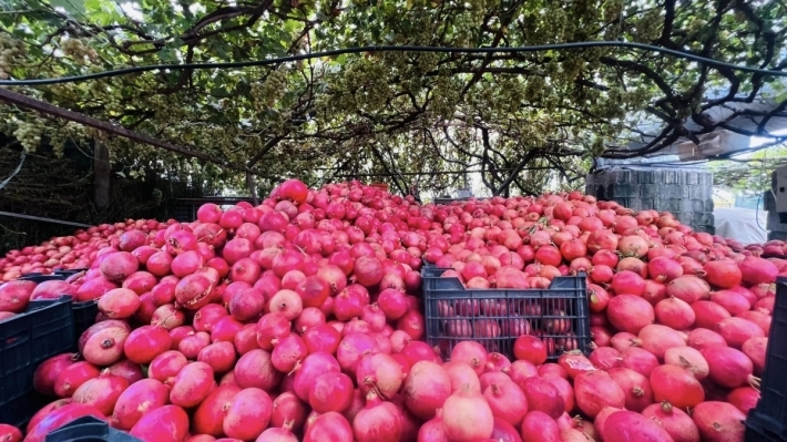 إقليم كوردستان .. تحويل 22 ألف دونم من الأراضي إلى بساتين رمان