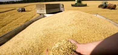 3 ملايين دونم من الأراضي لزراعة الحبوب في إقليم كوردستان