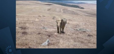 Li Erdexana Bakurê Kurdistanê alarma fîlan!