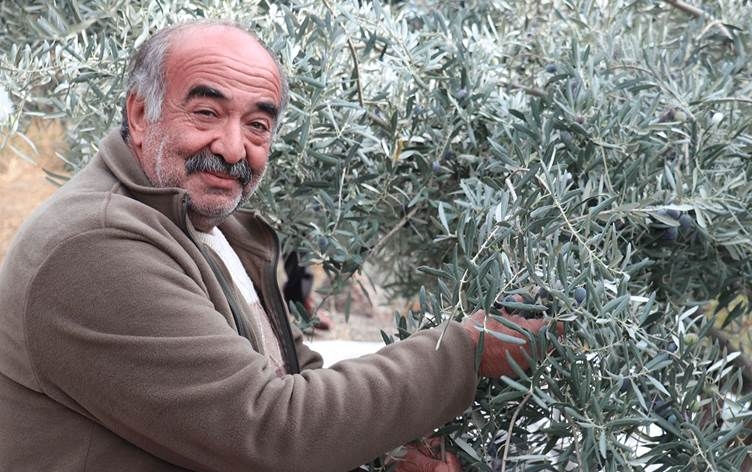 Li Erziroma bi sermaya xwe navdar zeytûn çandin û bû pêşeng