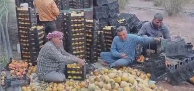 Li Efrînê demsala çinîna berhema kakiyê dest pê kir