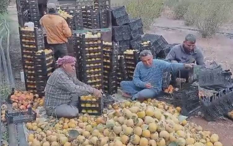 Li Efrînê demsala çinîna berhema kakiyê dest pê kir