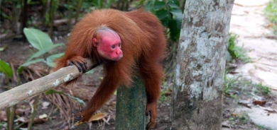 ئوكاری سەرڕووتاوەی سوور