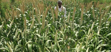 هل تناول الدخن مفيد لمرضى السكري؟ خبيرة تجيب