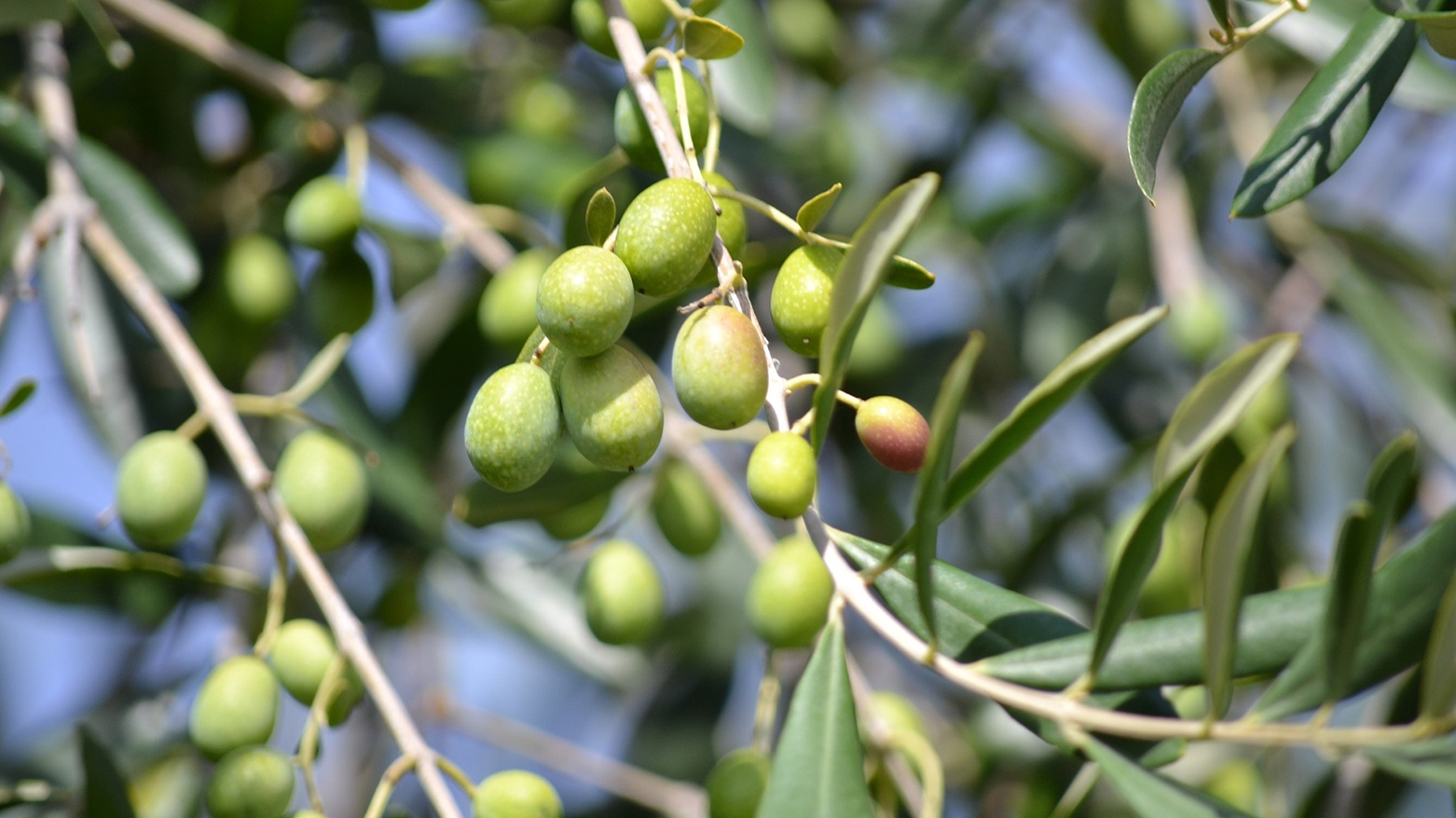 Li Herêma Kurdistanê salane 110 ton zeytê zeytûnan tê berhemanîn