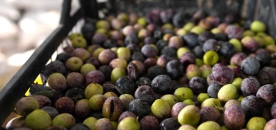 إقليم كوردستان ينتج سنوياً نحو 110 أطنان من زيت الزيتون