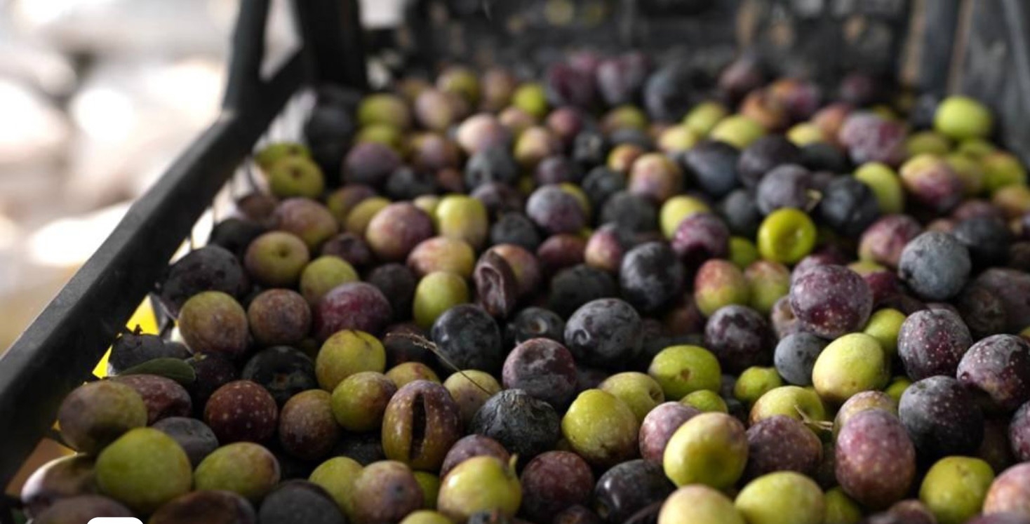 إقليم كوردستان ينتج سنوياً نحو 110 أطنان من زيت الزيتون