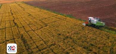 Pêşbînî tê kirin îsal 23 hezar tonên birincê Kurdî li sinorê Dihokê bên berhemanîn