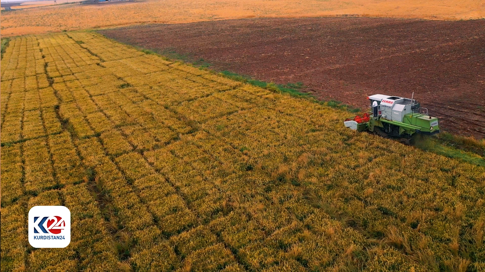 Pêşbînî tê kirin îsal 23 hezar tonên birincê Kurdî li sinorê Dihokê bên berhemanîn
