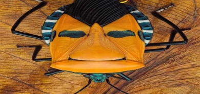 مێروولەی شێوە ڕوخساری مرۆڤ