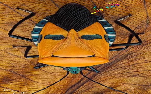 مێروولەی شێوە ڕوخساری مرۆڤ