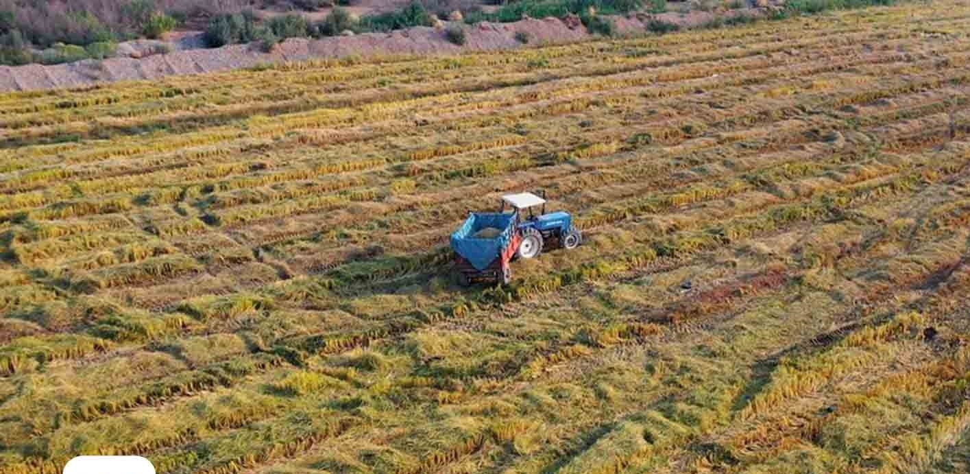 حكومة إقليم كوردستان تعلن تصدير أرز گەرمیان إلى وسط وجنوب العراق