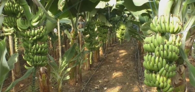 Li Sûriyeyê cotkaran berê xwe dayê çandiniya mûzan