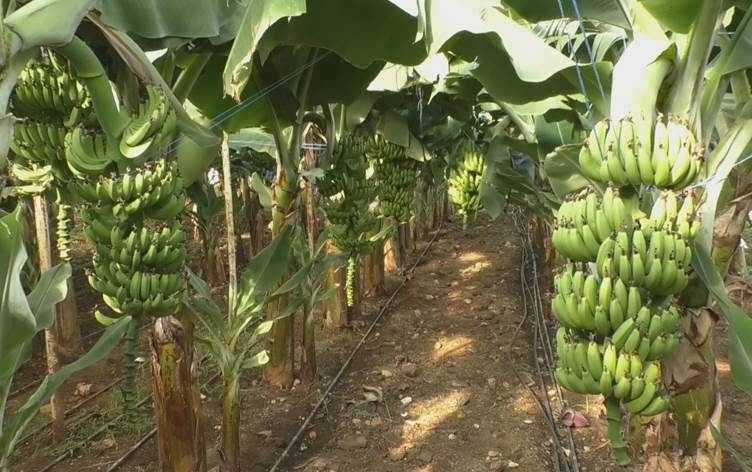 Li Sûriyeyê cotkaran berê xwe dayê çandiniya mûzan