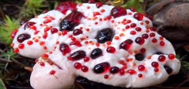 قارچەكێك لە شێوەی ددانی مرۆڤ