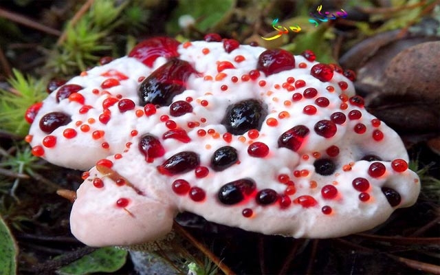 قارچەكێك لە شێوەی ددانی مرۆڤ