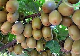 ثمرتان من الكيوي يومياً تثريانك بـ