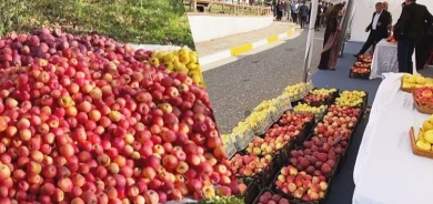 تصدير 100 طن من أجود أنواع تفاح إقليم كوردستان للإمارات وقطر