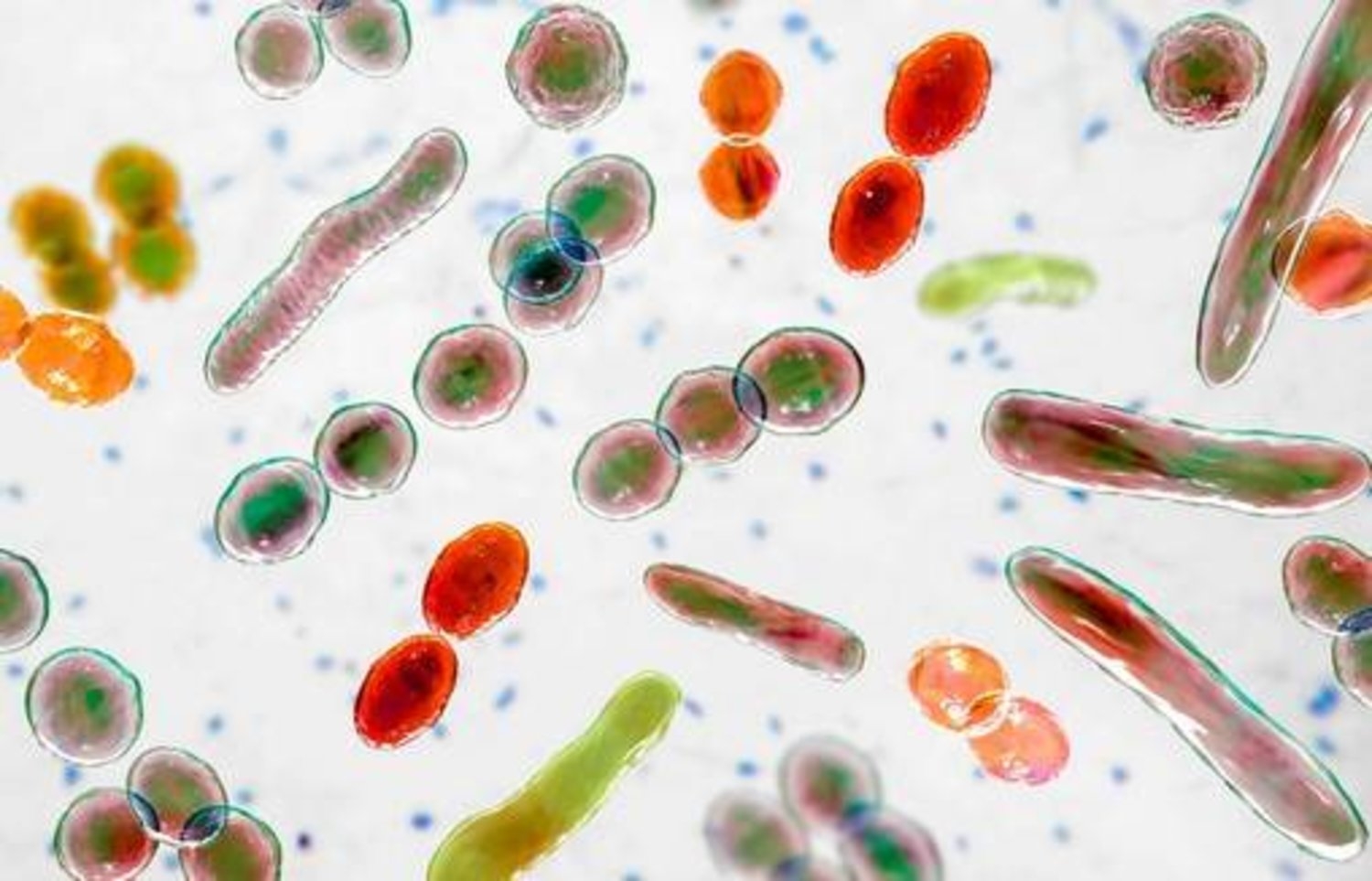 طبيب: اضطراب ميكروبيوم الأمعاء عامل خطر رئيسي للإصابة بالسرطان !