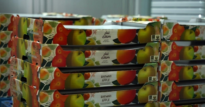 إقليم كوردستان يصدر التفاح إلى قطر