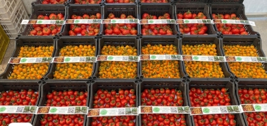 زراعة كوردستان تعلن نجاح مشروع الزراعة المائية للطماطم ووصول المنتج للسوق المحلي