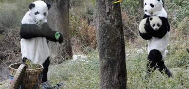 دیمەنە سەیرەكان:  لە وڵاتی چین لە یەكێك لە باخچەكانی ئاژەلاندا ئەم بێچووە پاندایە لە دایك بووە