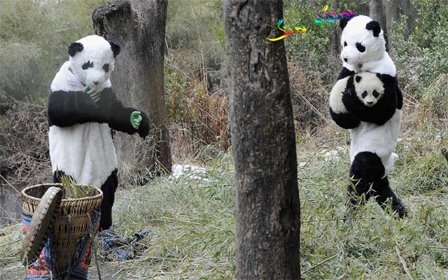 دیمەنە سەیرەكان:  لە وڵاتی چین لە یەكێك لە باخچەكانی ئاژەلاندا ئەم بێچووە پاندایە لە دایك بووە
