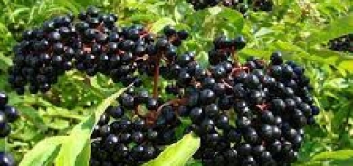 بينها صحة القلب وتقوية المناعة... فوائد كبيرة للبلسان