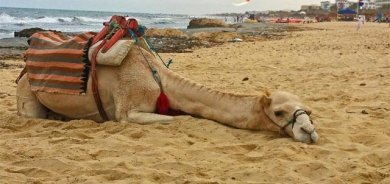 وشتریش خەم  دەخوات.