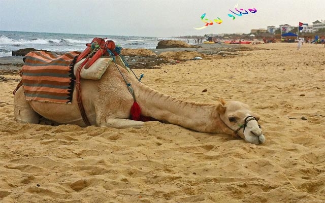 وشتریش خەم  دەخوات.