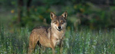 Îran – Zarokekî 8 salî rastî êrîşa gur hat û canê xwe ji dest da