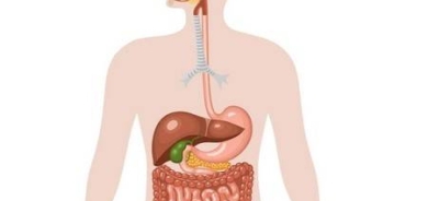 «المسلات»... اكتشاف كائنات حيّة جديدة في الجهاز الهضمي البشري !