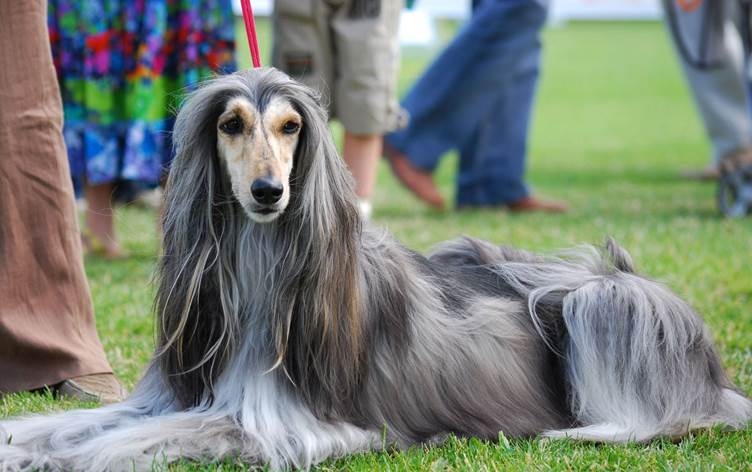 Kîjan kûçik çiqasî dijî: Yên ku pozê wan dirêj in bi şans in