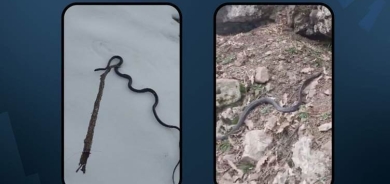 DÊRSIM - Tirsa erdhejê zêde bû: Mar çima vê zivistanê ji qulên xwe derketine?