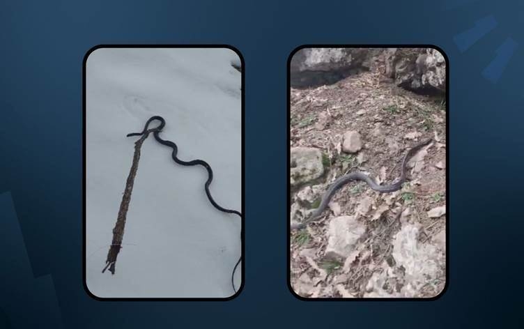 DÊRSIM - Tirsa erdhejê zêde bû: Mar çima vê zivistanê ji qulên xwe derketine?