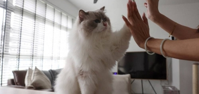 بينها التبرع بالدم وامتلاك قطة... عادات بسيطة تحمي صحة قلبك