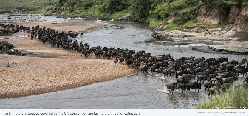 UN Report Warns of Dangerous Population Decline and Extinction Threats Facing Migratory Species