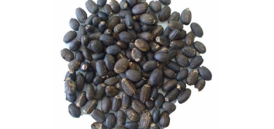 طريقة مبتكرة لتعزيز إنتاجية «الديزل الحيوي» من بذور «الجاتروفا» بمصر