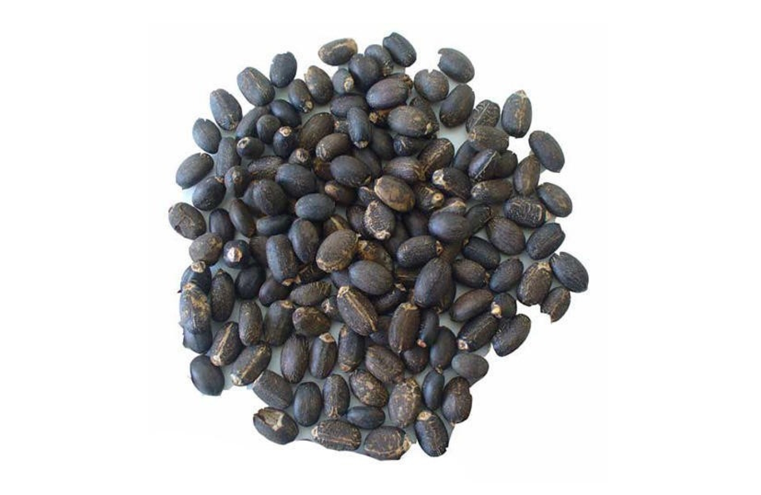 طريقة مبتكرة لتعزيز إنتاجية «الديزل الحيوي» من بذور «الجاتروفا» بمصر