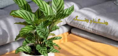 ئایا چ ڕووەكێكی ناوماڵ لە ساڵی ٢٠٢٤دا دەبێتە باو؟