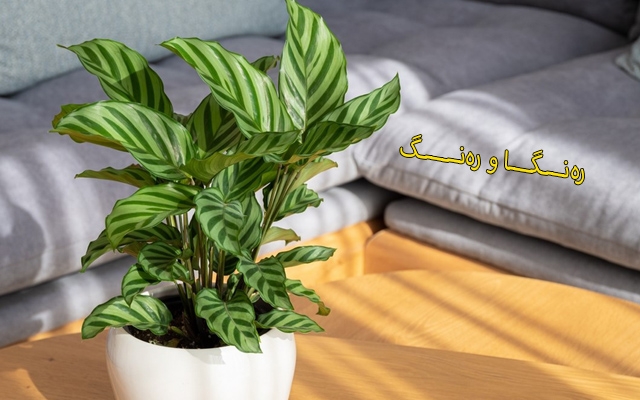 ئایا چ ڕووەكێكی ناوماڵ لە ساڵی ٢٠٢٤دا دەبێتە باو؟