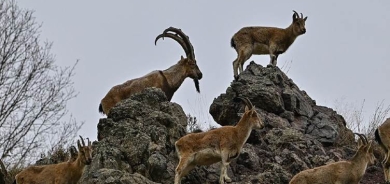 Li çiyayên Çewlîgê zêdeyî hezar û 500 pezkovî hene