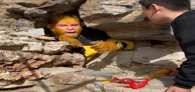 هەلی كار وەك مەیموون