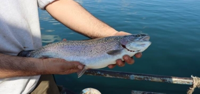 RIHA – Derya nîne lê salane bi 100 milyon dolaran masî tên hinardekirin