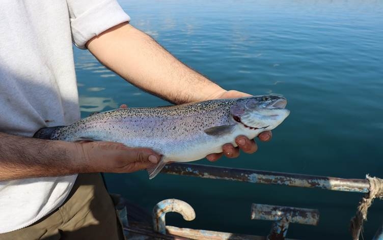 RIHA – Derya nîne lê salane bi 100 milyon dolaran masî tên hinardekirin