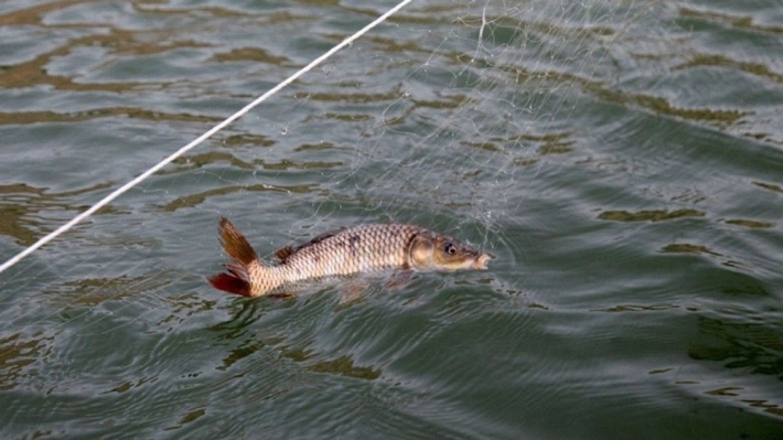 إقليم كوردستان يمنع صيد السمك قطعياً لمدة 3 أشهر ويتوعد المخالفين بالسجن
