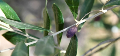 علماء يثبتون فعالية أوراق الزيتون بعلاج السكري النوع 2 !