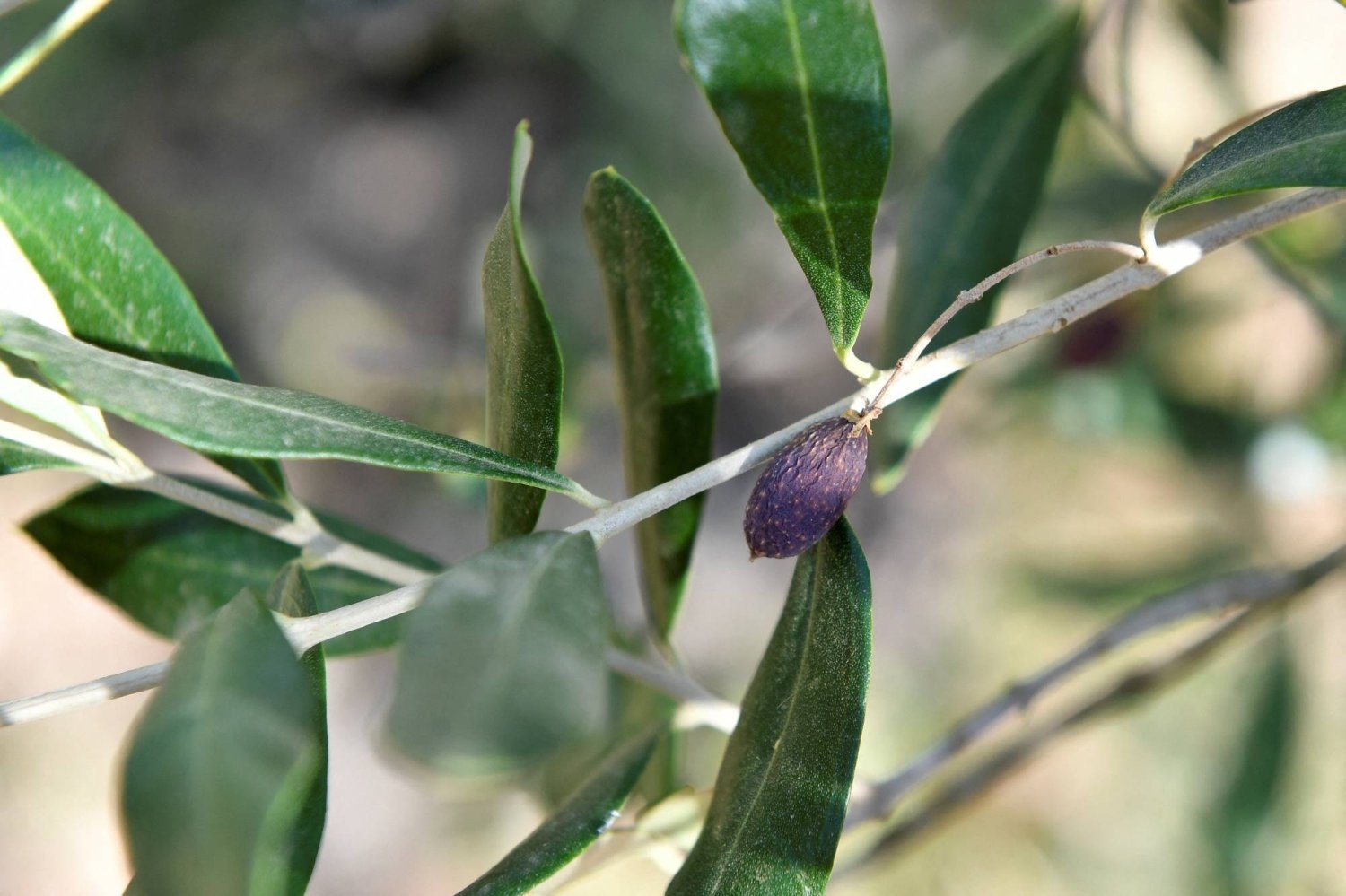 علماء يثبتون فعالية أوراق الزيتون بعلاج السكري النوع 2 !