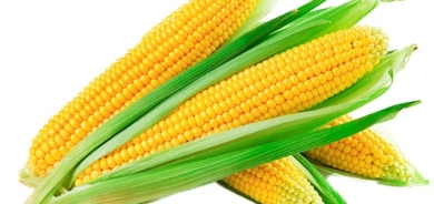 ئاردی گەنمەشامی   خۆراكێكی تەندروستە