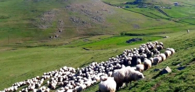 Şivan û cotkar bi nav hev ketin: 42 kuştî